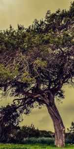 Nature,Summer,Wood,Tree,Meadow