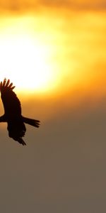 Aile,Nature,Sun,Vol,Ailes,Aigle