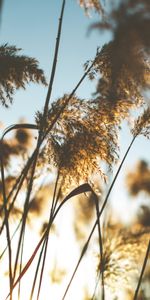 Nature,Sun,Glare,Beams,Rays,Ear