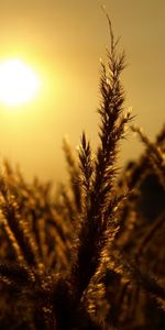 Nature,Sun,Landscape,Wheat