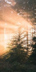 Nature,Sun,Pine,Shine,Light,Rays,Beams,Forest