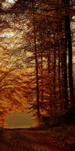 Nature,Sun,Rays,Beams,Branches,Path,Trees