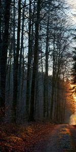 Nature,Sun,Rays,Beams,Forest,Path,Evening