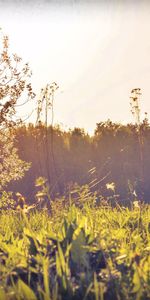 Nature,Sun,Shine,Field,Herbs,Herbage,Light,Russia