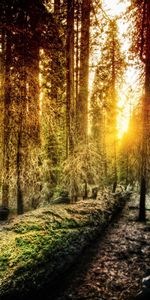 Nature,Sun,Shine,Forest,Morning,Light,California