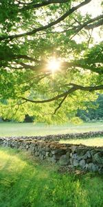 Naturaleza,Sol,Roca,Brillar,Luz,Madera,Árbol,Piedra,Esgrima,Recinto,Posesiones,Dominio,Hierba,Verano