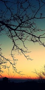 Nature,Sunset,Branches,Branch,Evening