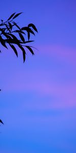 Nature,Sunset,Branches,Dusk,Sky,Twilight,Leaves,Gradient