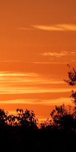 Nature,Sunset,Bush,Silhouette