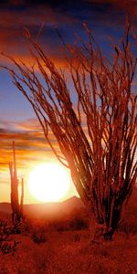 Nature,Sunset,Bush,Vegetation,Prickles,Thorns,Sun,Desert