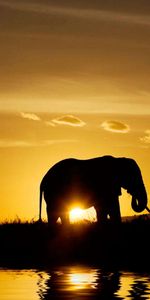 Nature,Sunset,Dark,Silhouette,Elephants