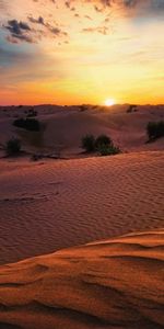 Nature,Sunset,Desert,Bush,Hills,Sand