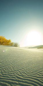 Nature,Sunset,Desert,Wood,Tree,Evening,Sand