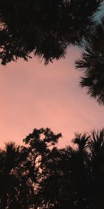 Vue De Dessous,Vue De Bas,Nature,Crépuscule,Coucher De Soleil,Palms,Tropiques