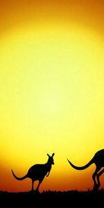 Nature,Sunset,Evening,Kangaroo,Australia,Silhouettes