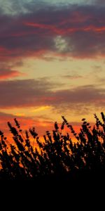 Naturaleza,Campo,Puesta Del Sol,Lavanda