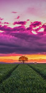 Nature,Sunset,Grass,Clouds,Horizon,Tree,Wood,Field