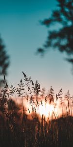 Nature,Sunset,Grass,Evening,Ear