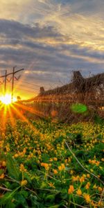 Herbe,Domaine,Champ,Nature,Coucher De Soleil,Fleurs