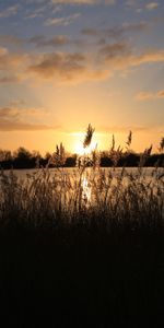 Nature,Sunset,Grass,Sky,Ear