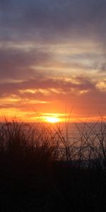 Nature,Sunset,Grass,Sky,Twilight,Dusk