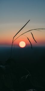 Nature,Sunset,Grass,Sun,Evening,Ears,Spikes