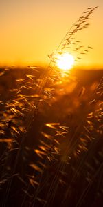 Naturaleza,Puesta Del Sol,Hierba,Sol,Macro,Orejas,Espigas