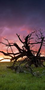 Nature,Sunset,Grass,Sun,Wood,Tree,Branches,Branch,Dead