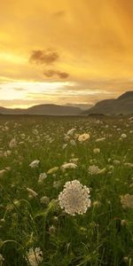 Naturaleza,Puesta Del Sol,Hierbas,Forraje,Inflorescencias,Inflorescencia,Campo