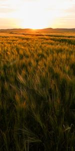 Naturaleza,Puesta Del Sol,Horizonte,Espigas,Orejas,Campo