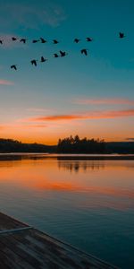 Nature,Sunset,Horizon,Lake,Flight,Birds