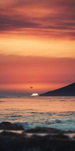 Nature,Sunset,Horizon,Sea,Waves,Bird