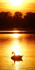 Nature,Sunset,Horizon,Swan,Pond,Trees