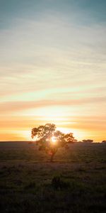 Nature,Sunset,Horizon,Tree,Sunlight,Wood,Field