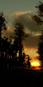 Nature,Sunset,Landscape,Trees