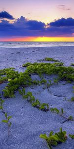 Nature,Sunset,Leaves,Sea,Horizon,Vegetation,Grains,Sand,Beach