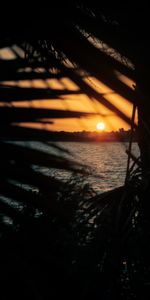 Nature,Sunset,Leaves,Sun,Branches,Sea