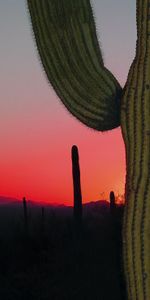 Nature,Sunset,Needle,Prairie,Hills,Cactus