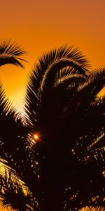 Nature,Sunset,Palm,Branches,Leaves