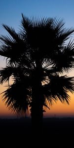 Nature,Sunset,Palm,Branches,Outline,Dark,Tropics,Night