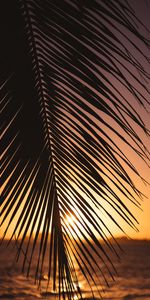 Nature,Sunset,Palm,Sheet,Leaf,Horizon