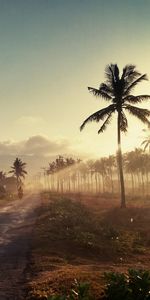 Nature,Sunset,Palms,Road