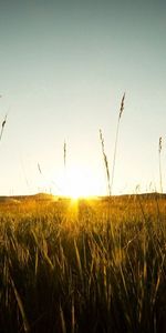 Naturaleza,Puesta Del Sol,Campo,Centeno