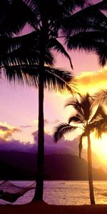 Coucher De Soleil,Nature,Palms,Mer,Paysage