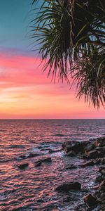 Nature,Sunset,Sea,Pink,Coast,Palm