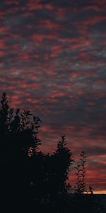 Nature,Sunset,Sky,Bush,Branches