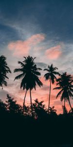 Puesta Del Sol,Cielo,Nubes,Contornos,Naturaleza,Palms,Zona Tropical,Trópico