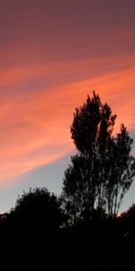 Puesta Del Sol,Noche,Nubes,Madera,Árbol,Naturaleza,Cielo