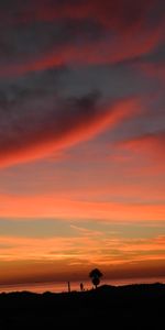 Nature,Sunset,Sky,Coast,Palm