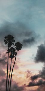 Grandes Lignes,Nature,Nuages,Contours,Sky,Coucher De Soleil,Palms,Tropiques